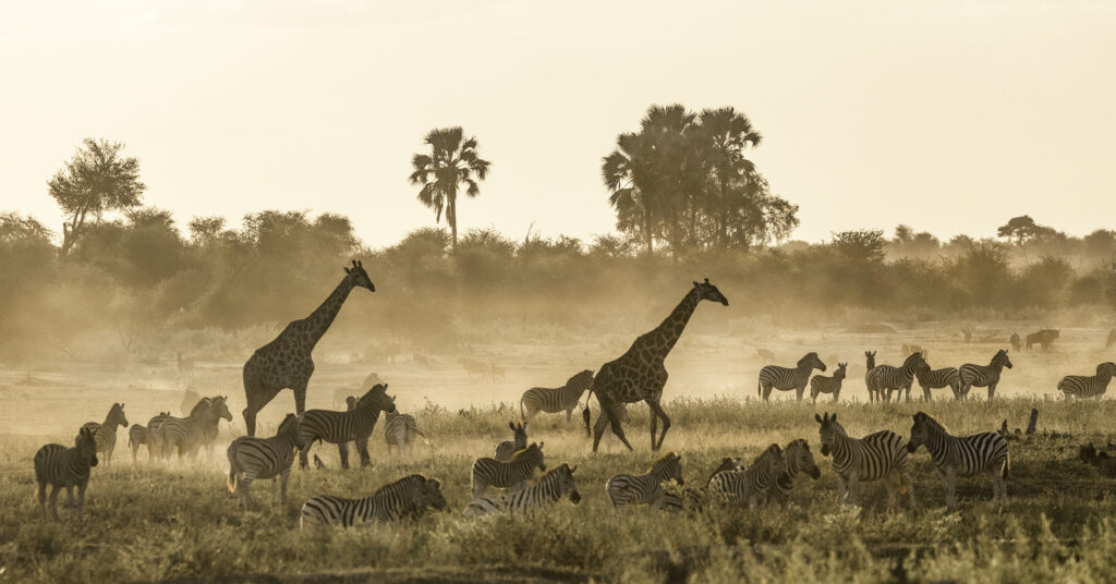 There were huge herds of plains game in the river bed, stretching as far as the eye could see.